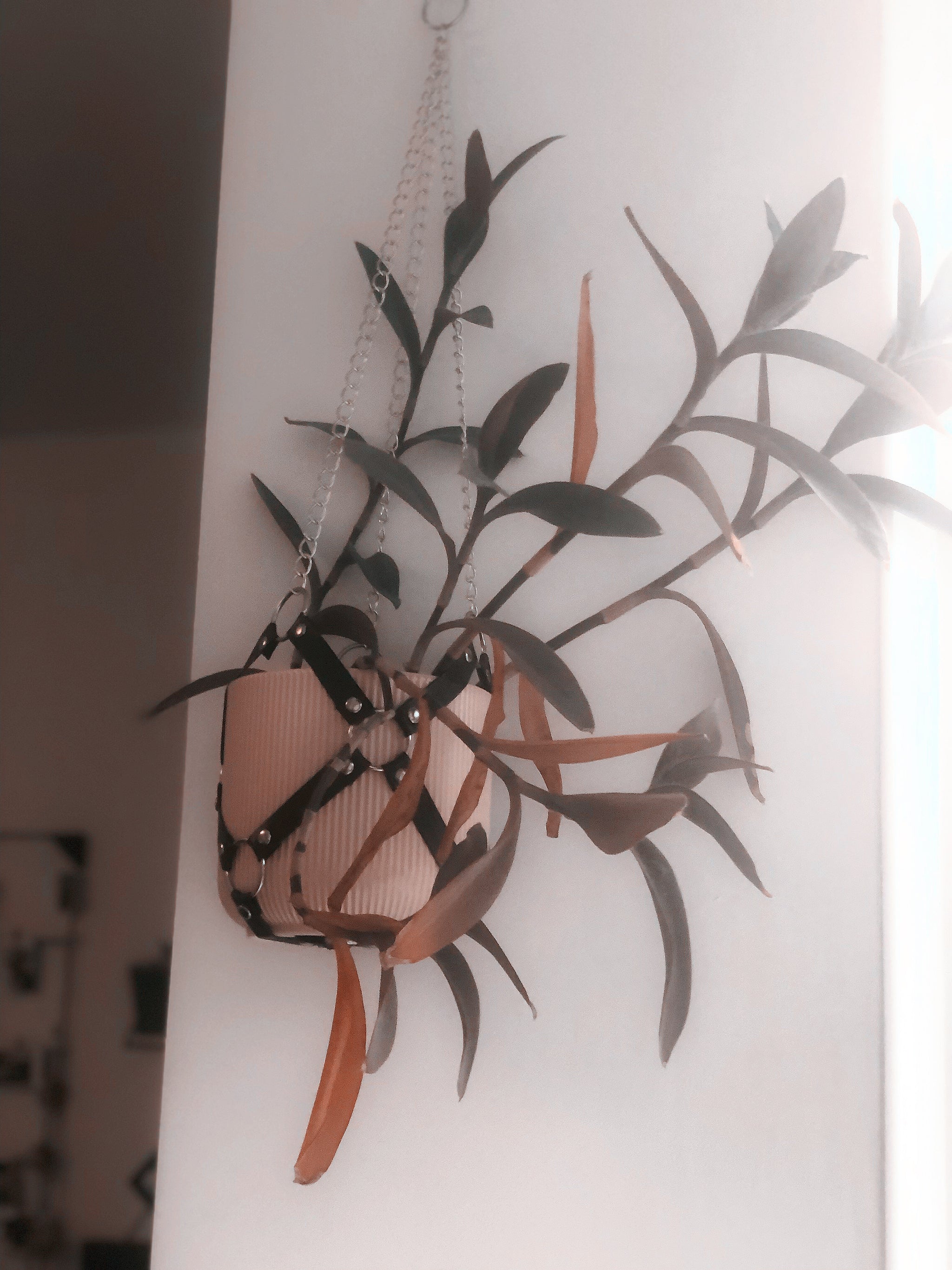 harness plant hanger Harness plant hanger – Lorna Jane Harnesses